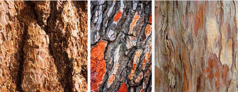 Pure Pine Bark Extract